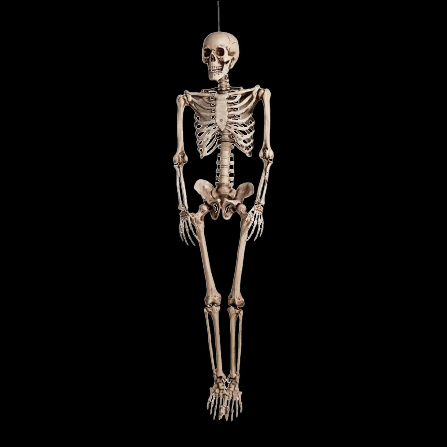 Halloween skelet 160cm.