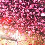 Roze confetti online kopen MagicFX