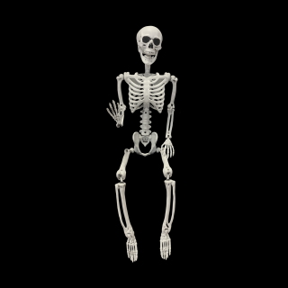 Halloween skelet 90cm