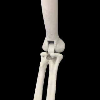 Halloween skelet 90cm kopen